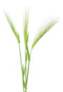 Three green spikelet of barley on white background