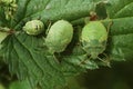 Three green stink bugs on a leaf in summertime