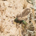 Three Green Striped Scarab Beetle on a Thistle Flower Royalty Free Stock Photo