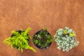 Three green succulent plants on brown leather background Royalty Free Stock Photo