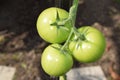 three green tomatoes Royalty Free Stock Photo