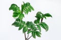 Three green twig rowan berry on the white background. Royalty Free Stock Photo