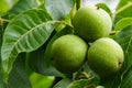 Three green walnuts on a branch Royalty Free Stock Photo