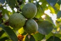 Three green walnuts on a branch with the sun in the background Royalty Free Stock Photo