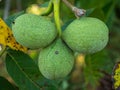 Three green walnuts hanging from a branch in a summer day Royalty Free Stock Photo