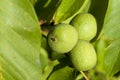 three green walnuts Royalty Free Stock Photo