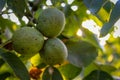 Three green walnuts in a green shell on a branch Royalty Free Stock Photo