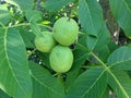 Three green walnuts Royalty Free Stock Photo