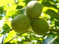 Three green walnuts on tree, close up Royalty Free Stock Photo