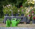 Three green watering pots in front of a table with roses