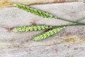 three green wheat Royalty Free Stock Photo