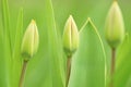 Three green young tulips grow in the spring garden Royalty Free Stock Photo