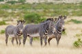 Three Grevy`s Zebra in Samburu National Reserve Kenya Royalty Free Stock Photo