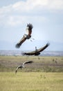 Three grey crowned cranes flying together in Amboseli in Kenya Royalty Free Stock Photo