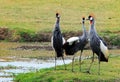 Three Grey Crowned Cranes standing on the lush grass in South Luangwa national Park