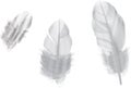 Three grey feathers isolated on white Royalty Free Stock Photo