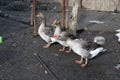 Three grey goose . Rustic poultry yard