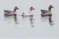 Three grey goose swimming in a row in a lake
