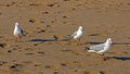 Three Grey Headed Gulls Walking on Beach Sand Royalty Free Stock Photo