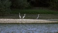 Three Grey Herons perching on the sandbank