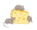 Three grey mice with a piece of cheese