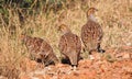 Three Grey Partridges