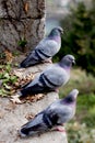 Three grey pigeons on the hill.