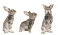 Three grey rabbit Royalty Free Stock Photo