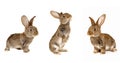 Three grey rabbit Royalty Free Stock Photo