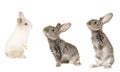 Three grey rabbit Royalty Free Stock Photo