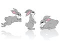 Three grey rabbits.