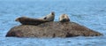 Three Grey Seals on rock in water