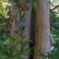 Three Grey Squirrels on a tree - hiding, moving and still Royalty Free Stock Photo