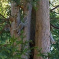 Three Grey Squirrels on a tree - hiding, moving and still