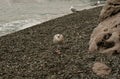 Three grey-white gulls on a pebble beach Royalty Free Stock Photo