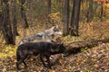 Three Grey Wolves (Canis lupus) Look Intently Right From Log Autumn