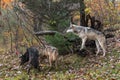 Three Grey Wolves Canis lupus Look Left Autumn