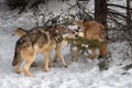 Three Grey Wolves Canis lupus Nuzzle Under Pine Tree Winter