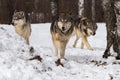 Three Grey Wolves (Canis lupus) Run Through Birches Winter