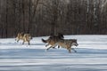 Three Grey Wolves Canis lupus Run Right From Woods Winter