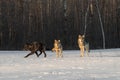 Three Grey Wolves Canis lupus Stand in Field Winter