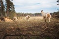 Three Greyhounds in the field Royalty Free Stock Photo