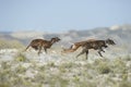 Three Greyhounds running at field Royalty Free Stock Photo