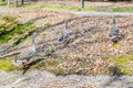 Three Greylag geese or Anser anser with two yellow children duckling walking on the dry leaves of a hill between trees