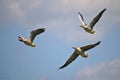 Three greylag geese in flight