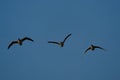 Three greylag geese flying in a row in the morning Royalty Free Stock Photo
