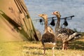 Three greylag geese pictured standing in a grassy meadow.