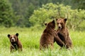 Grizzly bear cubs playing in the Khutzeymateen Sanctuary in Northern BC, Canada