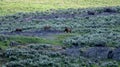 Three Grizzly Bears Cross Rocky Outcropping