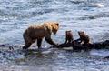 Three Grizzly bears enjoying an afternoon swim in a calm lake on a sunny day